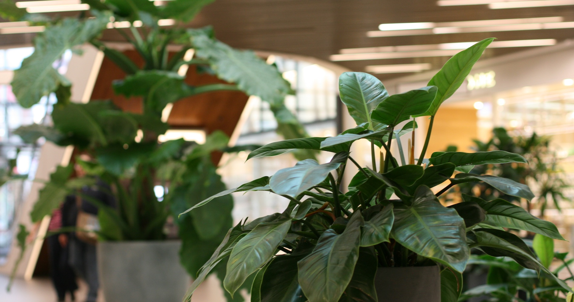 Grüne Lösungen - Otto Blumen